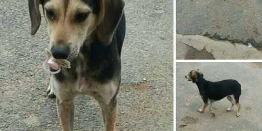 De acordo com testemunhas, cadela foi morta e esquartejada após ‘roubar’ um pedaço de carne/Foto: Reprodução