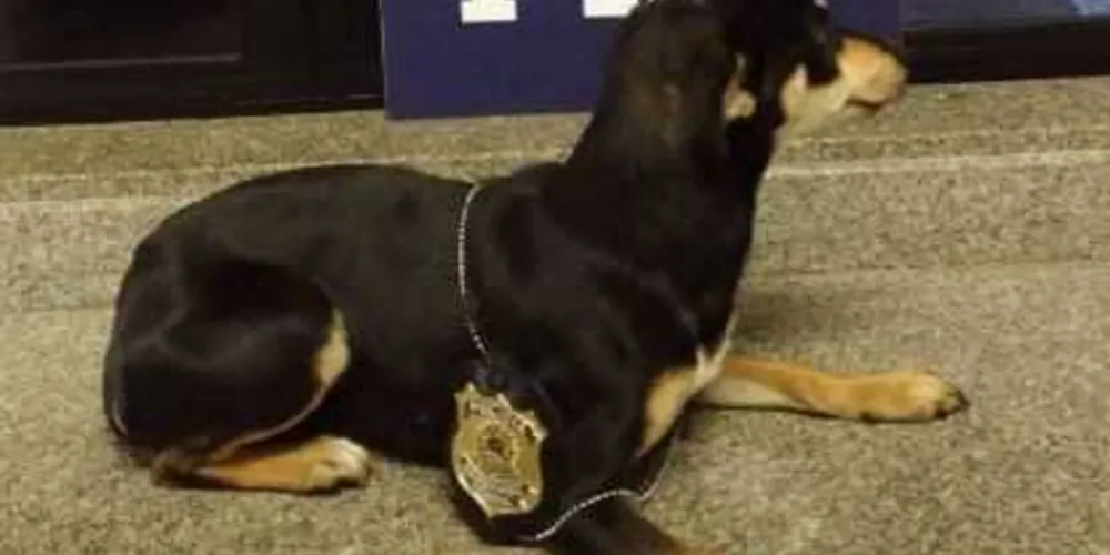 Cachorra resgatada pela PRF tem uma casa e se tornou a mascote do posto