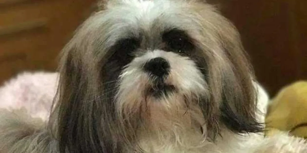 Donos oferecerem recompensa para quem devolver o animal