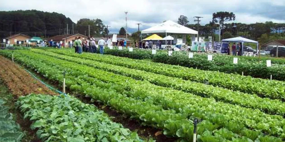Imagem ilustrativa da imagem Dia de campo marca início do Simpósio de Olericultura
