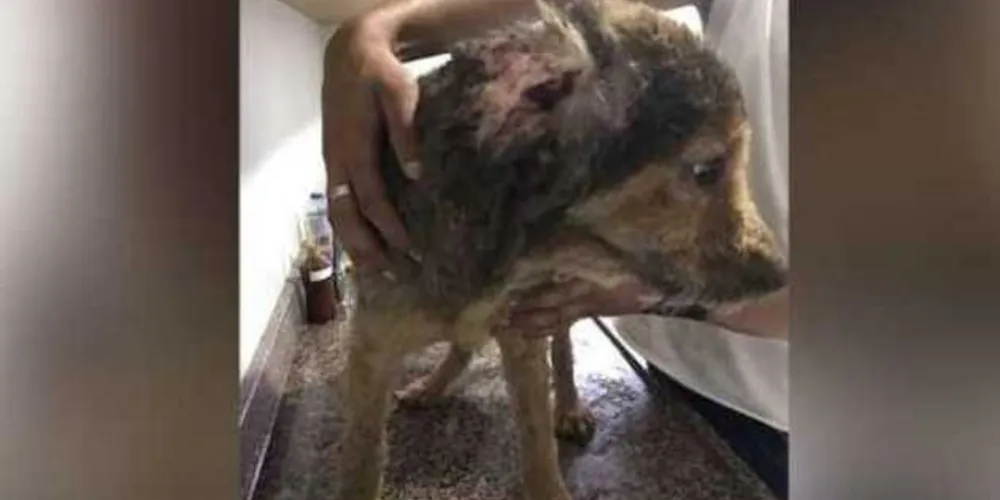 Na página do Apra, o grupo pede ajuda para a compra de um colírio para o animalzinho/Foto: Reprodução