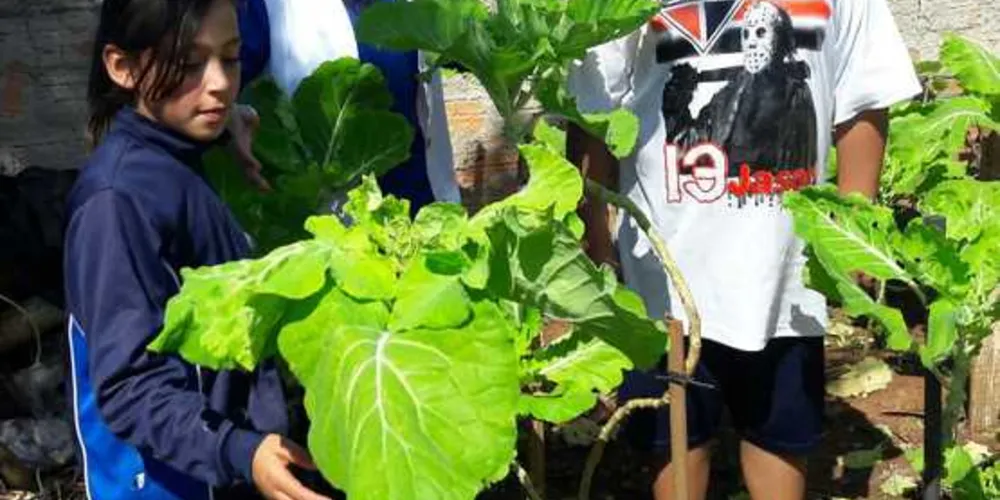 Alunos visitaram hortas