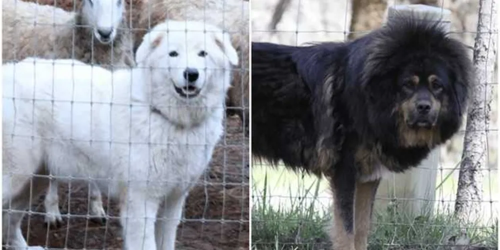 Os animais das raças mastim tibetano e mastim dos Pirenéus foram punidos por latir demais/Foto: Reprodução