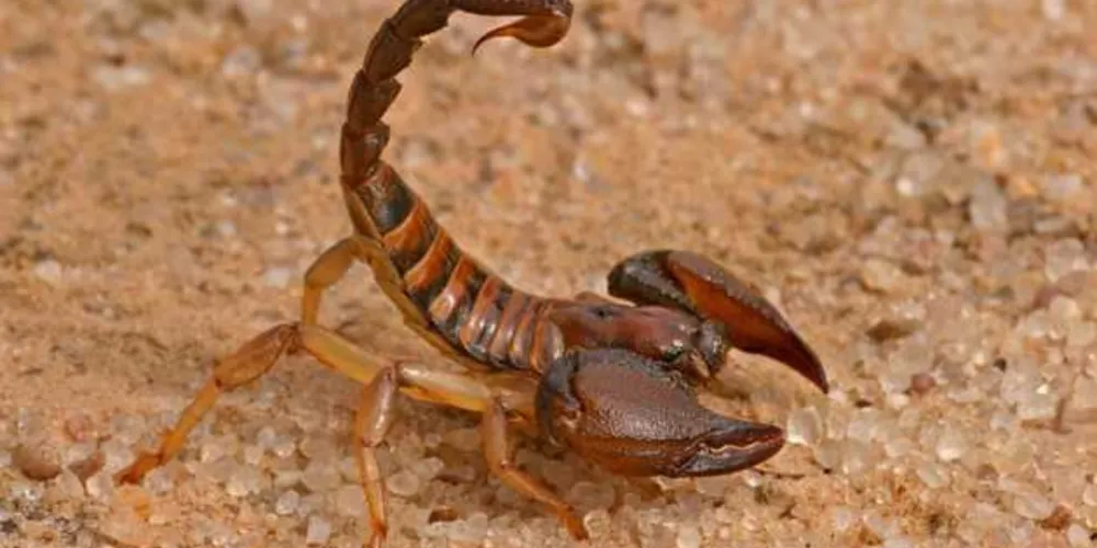Este ano, até agosto, houve 237 casos de acidentes com o bicho, um dos quais resultou na morte de um menino/Foto: Divulgação 