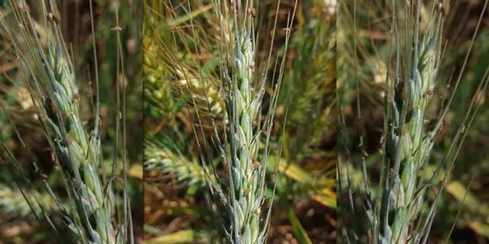 Imagem ilustrativa da imagem Clima favorece a incidência de pulgões no trigo