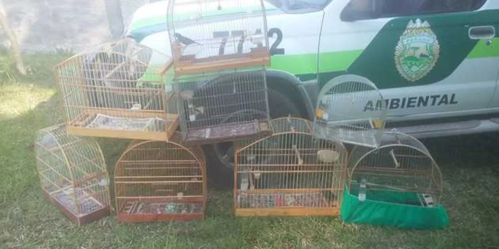 Aves foram encontradas em residência na Avenida Anita Garibaldi