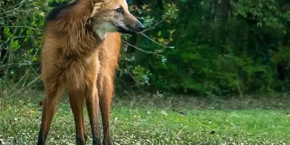 Imagem ilustrativa da imagem Fotógrafo registra lobo-guará em plena luz do dia