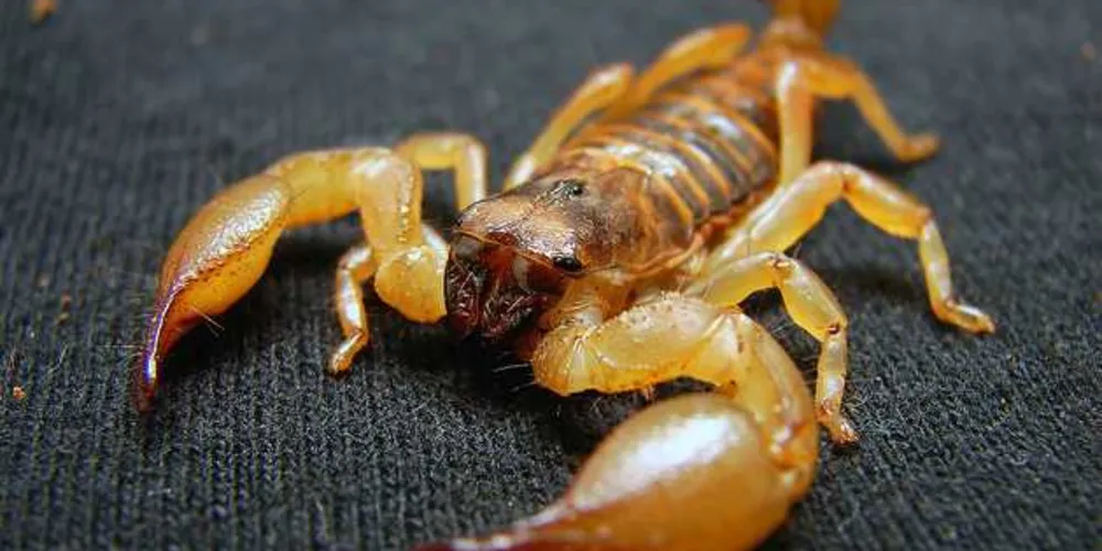 Escorpião amarelo é uma das espécies mais perigosas encontradas no Brasil