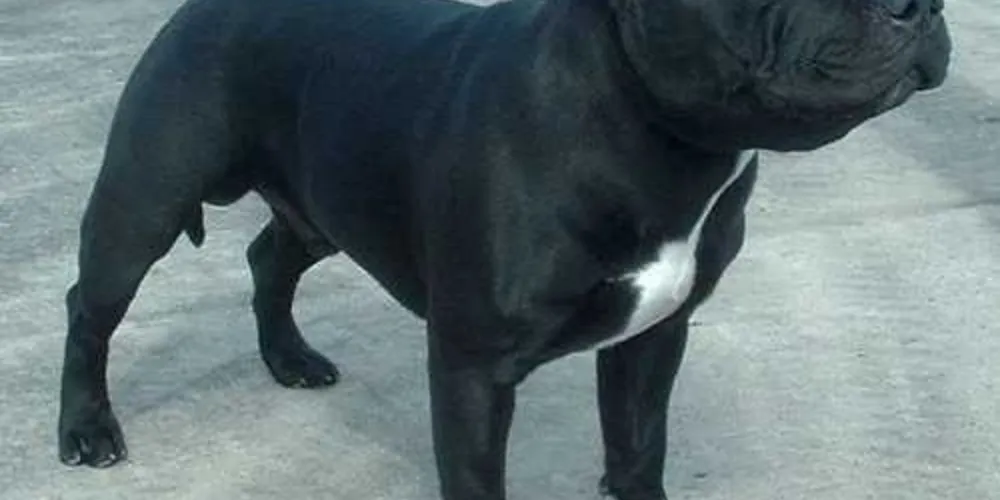 O inquérito pediu que Major seja sacrificado, mas não há confirmação se isso ocorreu/Foto: Reprodução 