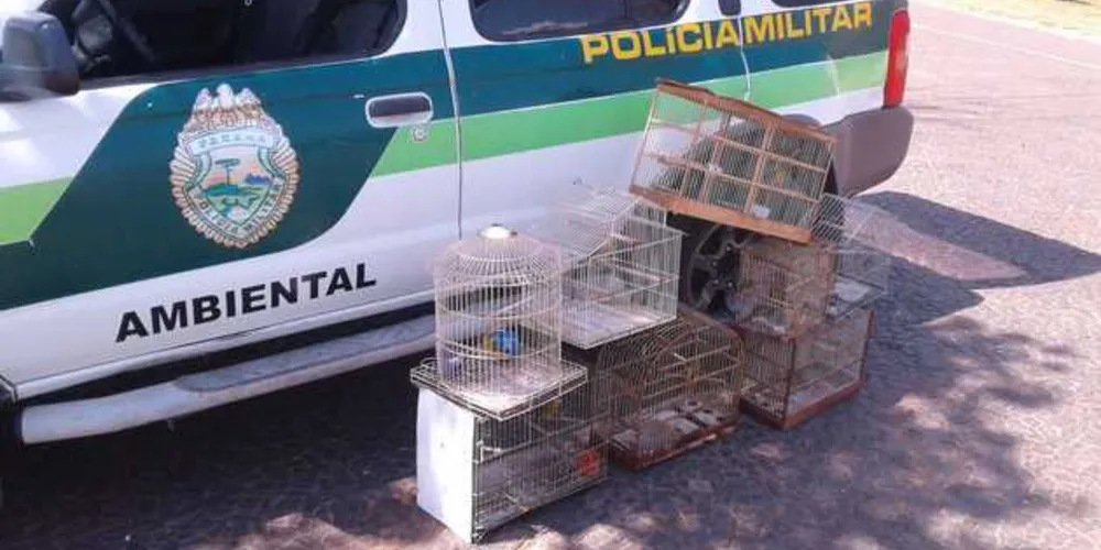 Animais foram apreendidos pela Polícia Ambiental e liberados em seu habitat natural