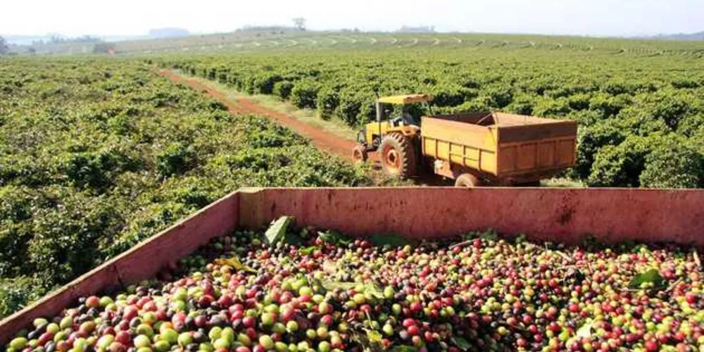 Imagem ilustrativa da imagem Conab estima 44,77 milhões de sacas para safra do café