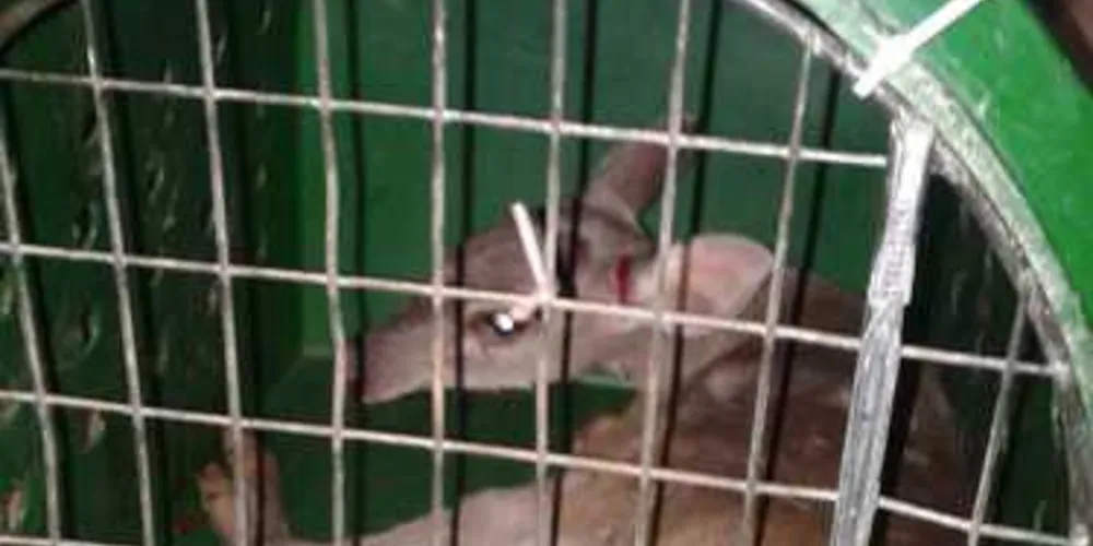 Imagem ilustrativa da imagem Veado invade condomínio de luxo de PG e causa correria