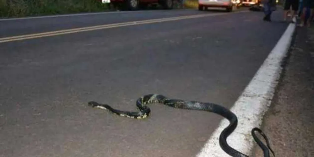 Imagem ilustrativa da imagem Mulher desvia de cobra, sofre grave acidente e morre