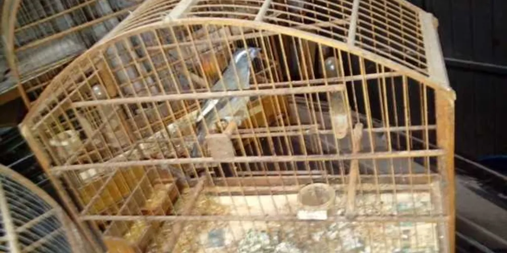 Polícia Ambiental encontrou 12 animais sem água e com as gaiolas sujas