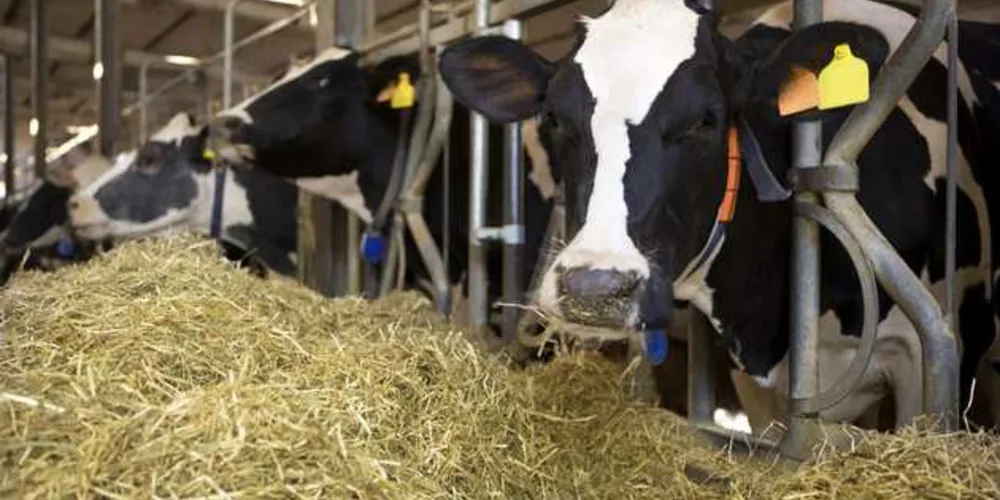 Imagem ilustrativa da imagem Cidades dos Campos Gerais lideram na produção agropecuária nacional