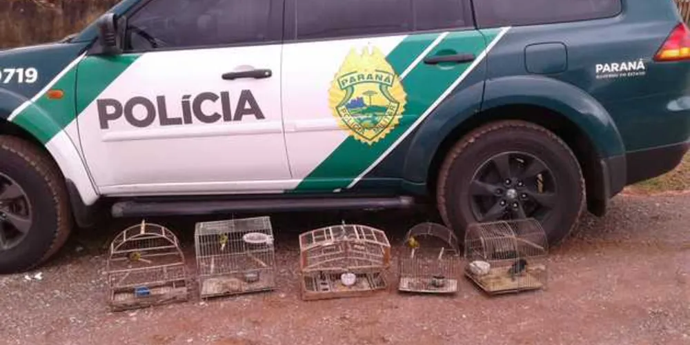 Animais foram encontrados em duas residências durante este sábado em Ponta Grossa