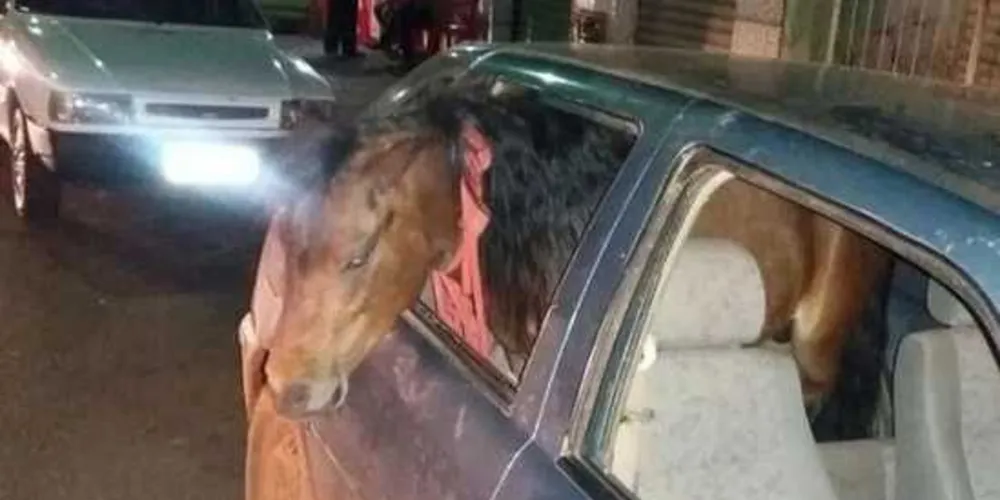 Carro não tinha banco traseiro e pônei estava com a cabeça para fora da janela