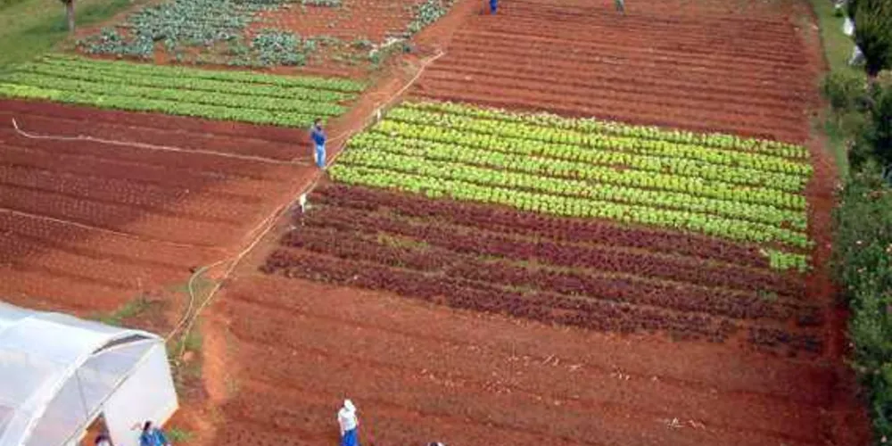 Imagem ilustrativa da imagem Colégio Agrícola abre inscrições para técnico em agropecuária