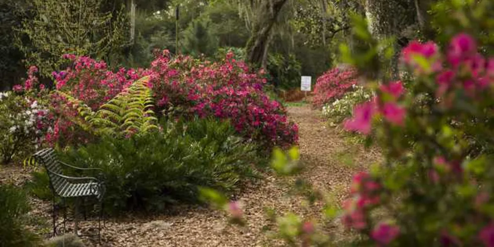 Imagem ilustrativa da imagem Jardim Botânico na Flórida é impressionante