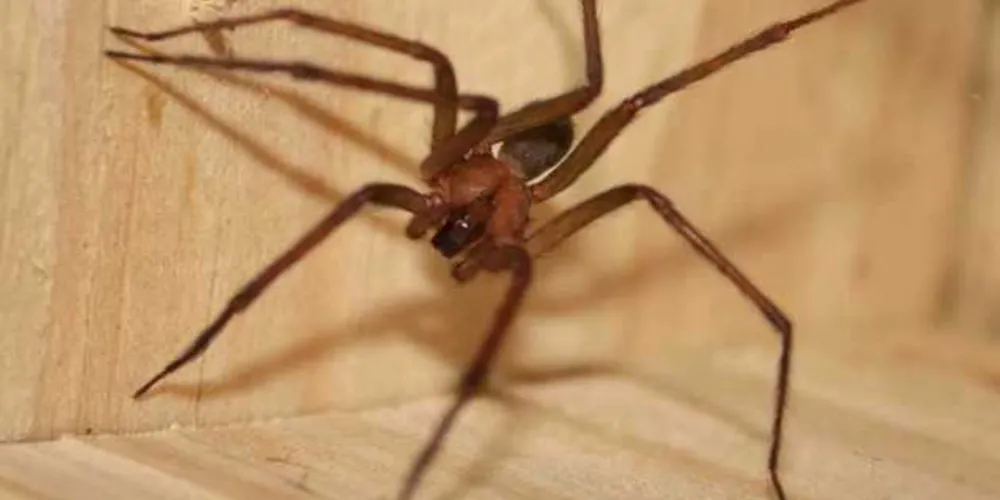 Projeto vai testar estratégias de intervenção no tratamento da picada da aranha-marrom