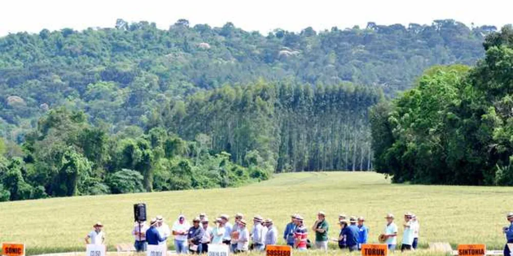 Imagem ilustrativa da imagem Dia de Campo mostra como elevar a produtividade do trigo