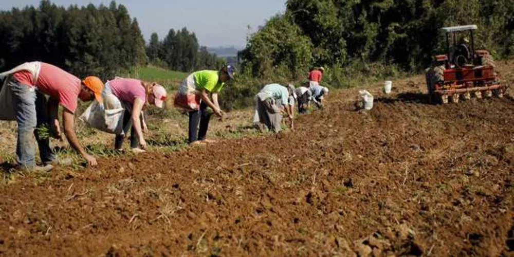 Imagem ilustrativa da imagem Nota fiscal eletrônica vai auxiliar o produtor rural