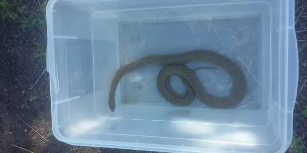 Animal foi encontrado no terreno de escola municipal e foi capturado pela Polícia Ambiental
