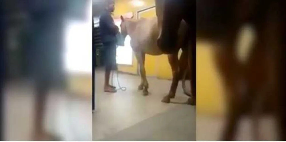 O embarque dos cavalos foi barrado pelo segurança da estação/Foto: Reprodução
