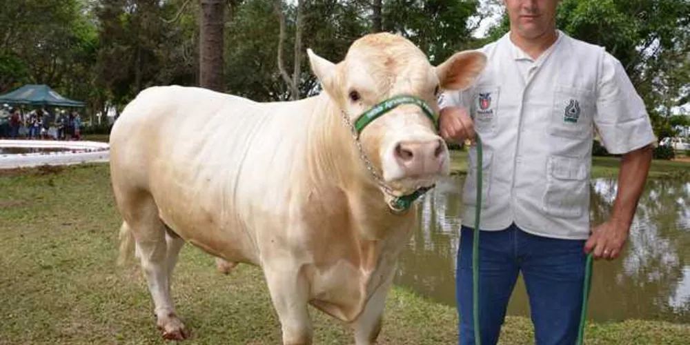 Raça de gado 100% paranaense, Purunã, foi reconhecida pelo Ministério da Agricultura em abril deste ano