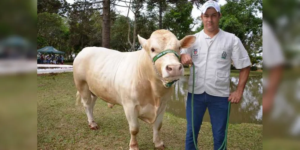 Raça de gado 100% paranaense, Purunã, foi reconhecida pelo Ministério da Agricultura em abril deste ano