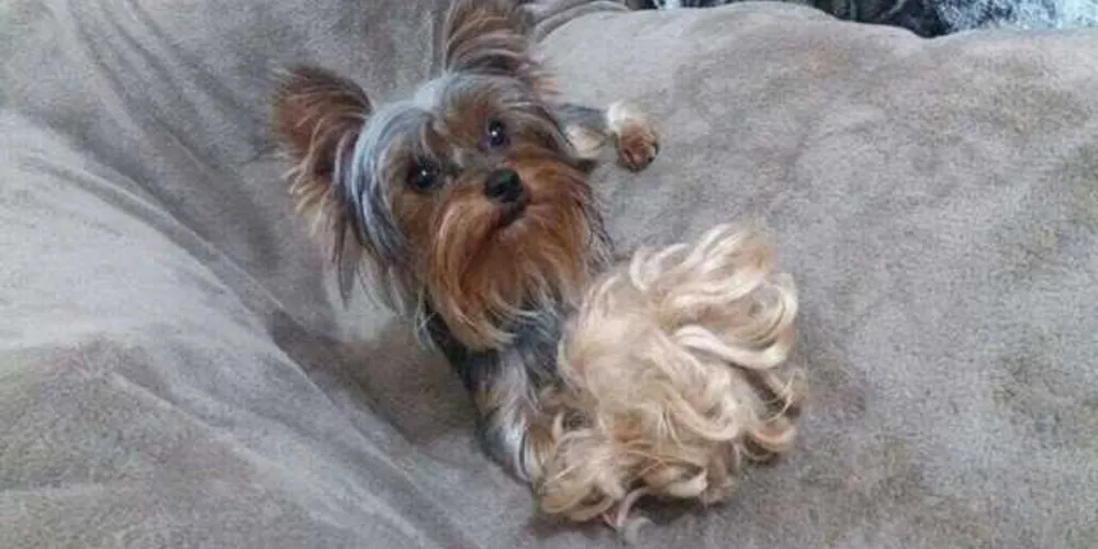 Cachorro responde por Nenê