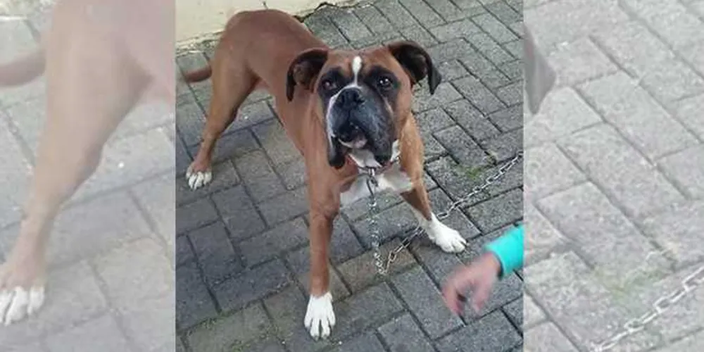 Imagem ilustrativa da imagem Cachorro morre após ser baleado com dois tiros