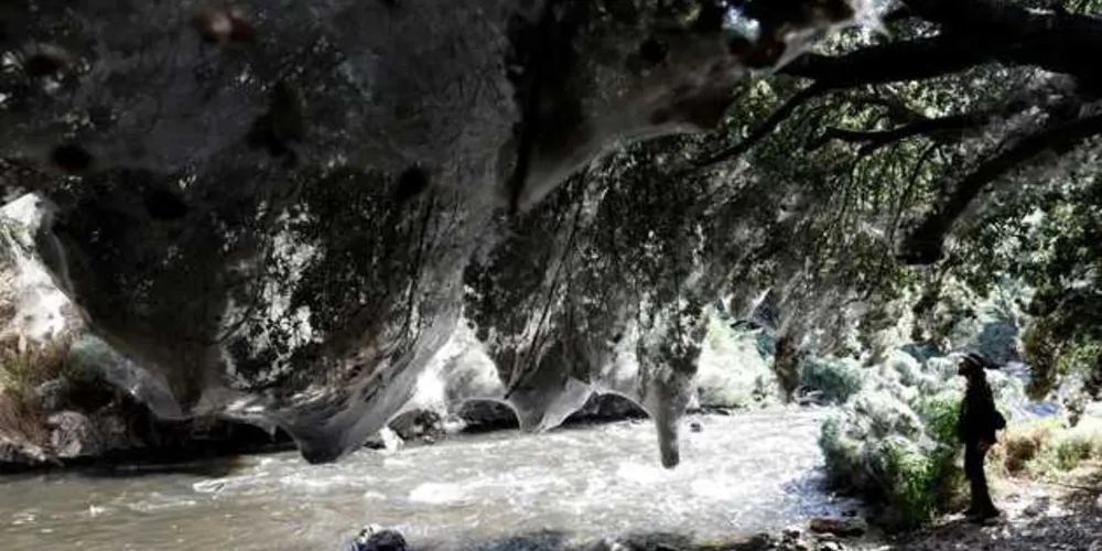 As aranhas são da família Tetragnathidae, conhecidas por suas mandíbulas alongadas/Foto: Reprodução