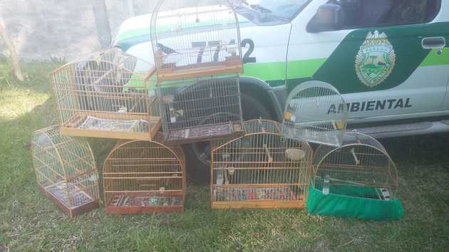 Aves foram encontradas em residência na Avenida Anita Garibaldi