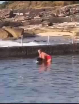 Segundo a mídia local, tratava-se de um tubarão-cobre. Espécie que pode atacar humanos/Foto: Reprodução Facebook