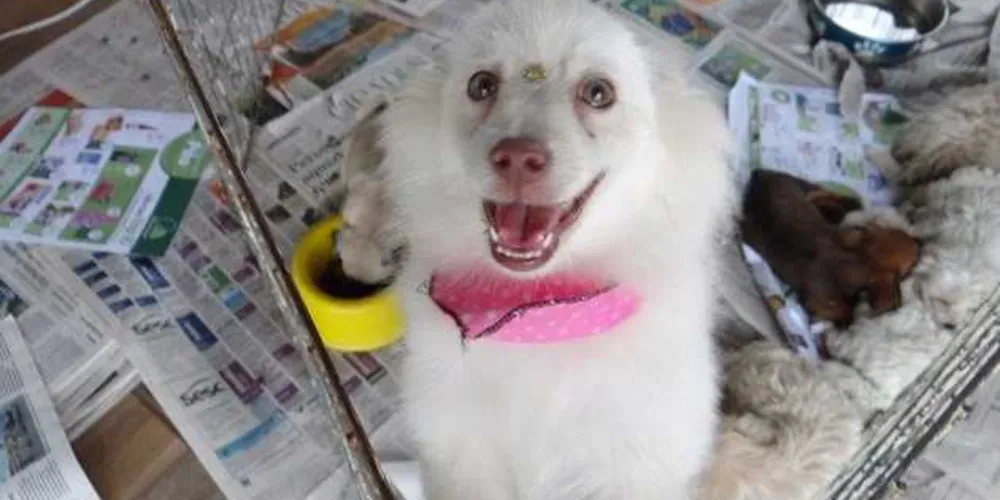 Levantamento da DogHero revelou mudanças no top 10 mais escolhidos por mães e pais de cachorros