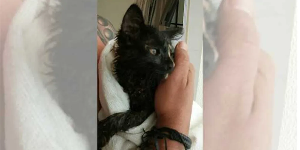 Imagem ilustrativa da imagem Bombeiros resgatam gato de tubulação em Oficinas