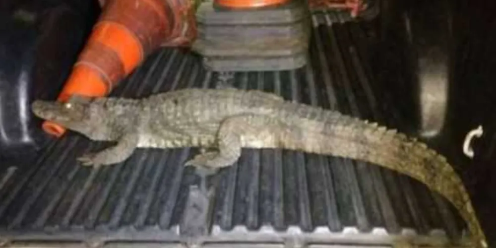 Animal tem 1,5 metro e sofreu ferimentos leves na boca ao ser capturado. /Foto: Divulgação Guarda Municipal de Americana