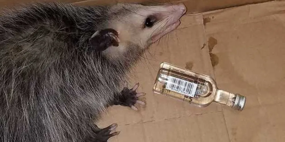 O animal foi encontrado aparentemente bêbado dentro de uma loja de bebidas