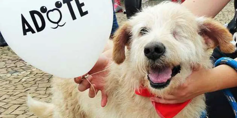 Feira tem o objetivo de encontrar lares para os cães abandonados de Ponta Grossa