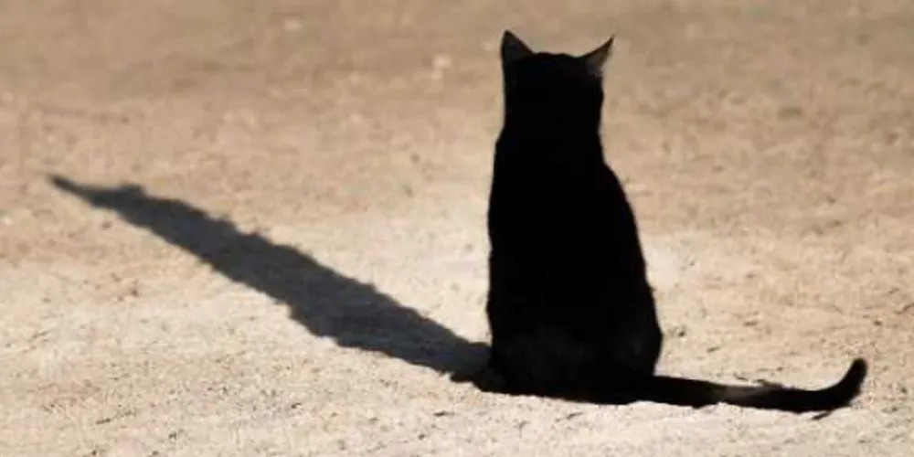 Depois de uma análise mais detalhada, perceberam que os cortes se pareciam com arranhões de gato/Foto: Reprodução