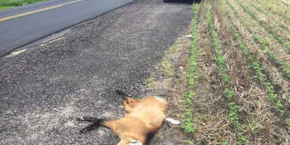 Imagem ilustrativa da imagem Animais silvestres são atropelados em rodovia de Tibagi