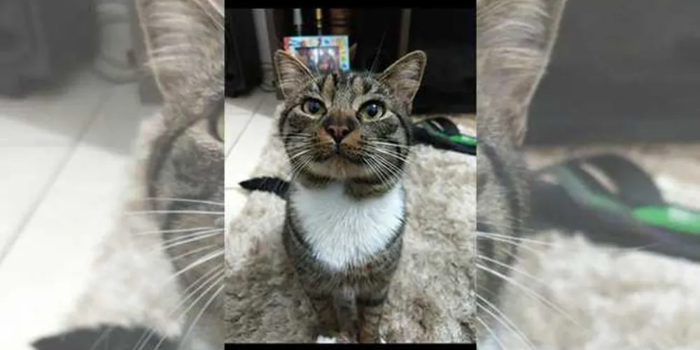 Gato tem um ano e dois meses e atende pelo nome Zeus