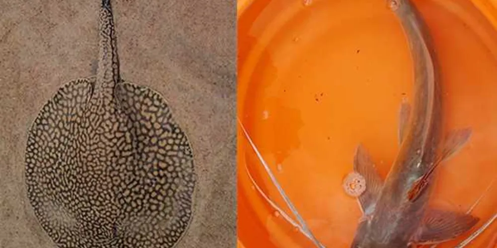O ferrão desses animais perfura a pele e causa dor imediata e inchaço, também pode evoluir para febre. Foto: Divulgação SESA