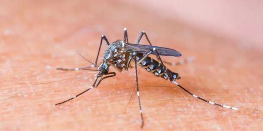 Taxa de incidência da doença passou de 103,9 por 100 mil habitantes em 2016 para 8,2 por 100 mil habitantes neste ano/Foto: Reprodução 