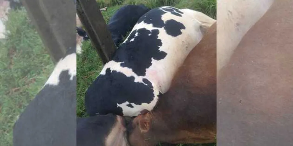 Imagem ilustrativa da imagem Descarga elétrica mata onze vacas em Piraí do Sul