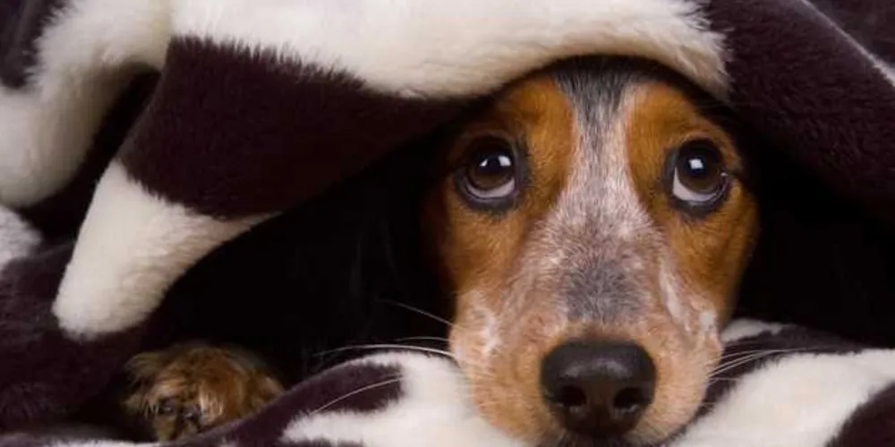 Imagem ilustrativa da imagem Veja como proteger o cachorro dos fogos de artifício