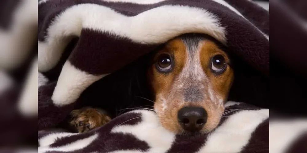 Imagem ilustrativa da imagem Veja como proteger o cachorro dos fogos de artifício