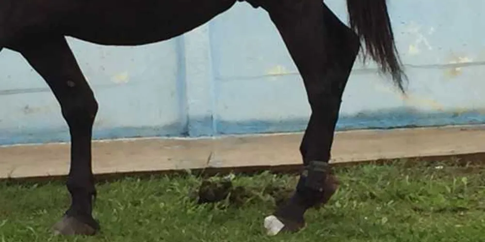 Cavalo foi flagrado no Jardim Ibirapuera