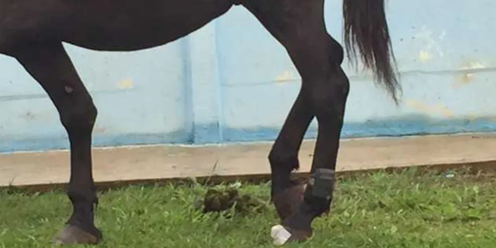 Imagem ilustrativa da imagem ‘Dono’ da tornozeleira do cavalo é identificado